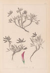 Herbier de la flore française Pl.0355