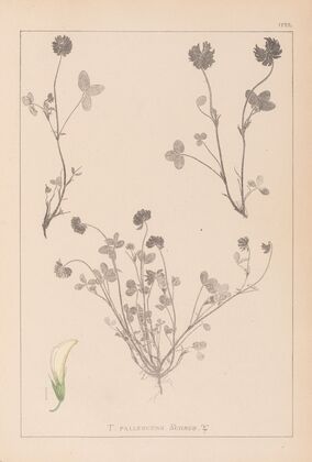 Herbier de la flore française Pl.0357