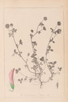 Herbier de la flore française Pl.0360