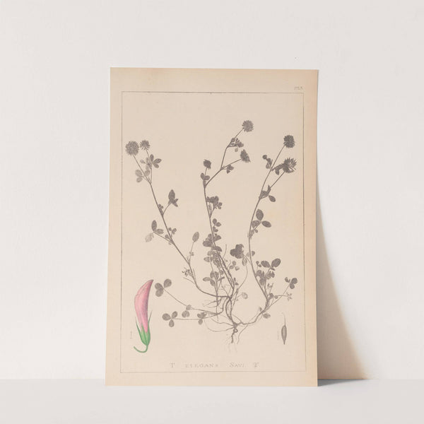Herbier de la flore française Pl.0360 by Louis Antoine Cusin