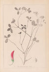 Herbier de la flore française Pl.0361