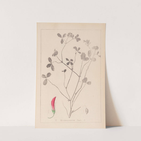 Herbier de la flore française Pl.0361 by Louis Antoine Cusin