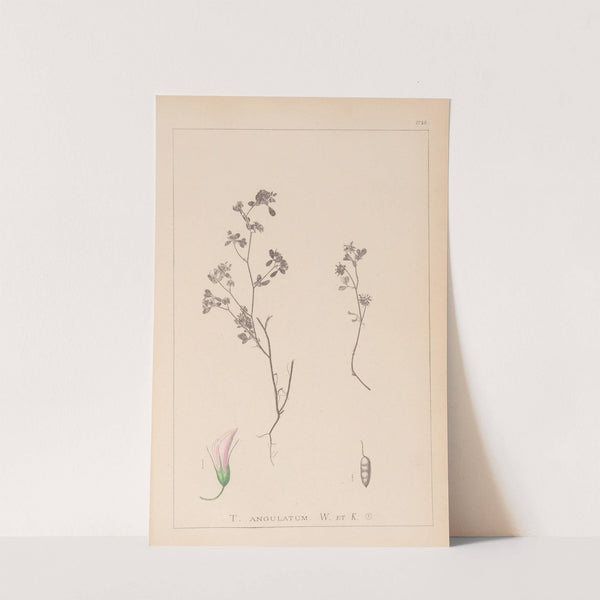 Herbier de la flore française Pl.0362 by Louis Antoine Cusin