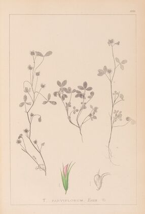 Herbier de la flore française Pl.0363