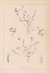 Herbier de la flore française Pl.0364