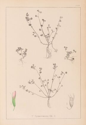 Herbier de la flore française Pl.0364