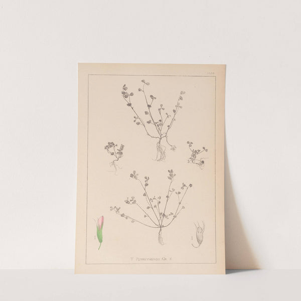 Herbier de la flore française Pl.0364 by Louis Antoine Cusin