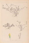 Herbier de la flore française Pl.0365