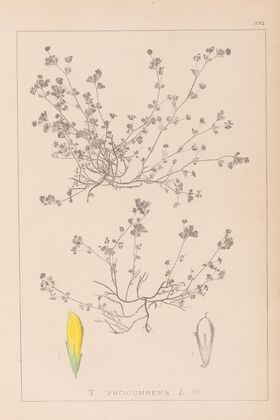 Herbier de la flore française Pl.0366