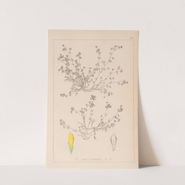 Herbier de la flore française Pl.0366 by Louis Antoine Cusin