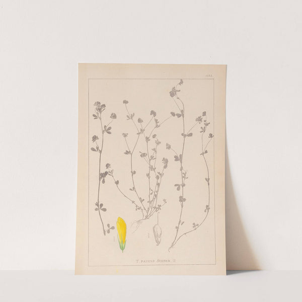 Herbier de la flore française Pl.0367 by Louis Antoine Cusin