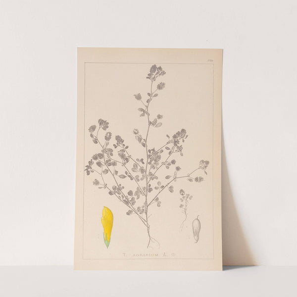 Herbier de la flore française Pl.0368 by Louis Antoine Cusin