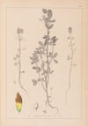 Herbier de la flore française Pl.0372