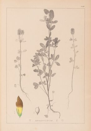 Herbier de la flore française Pl.0372