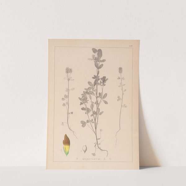 Herbier de la flore française Pl.0372 by Louis Antoine Cusin