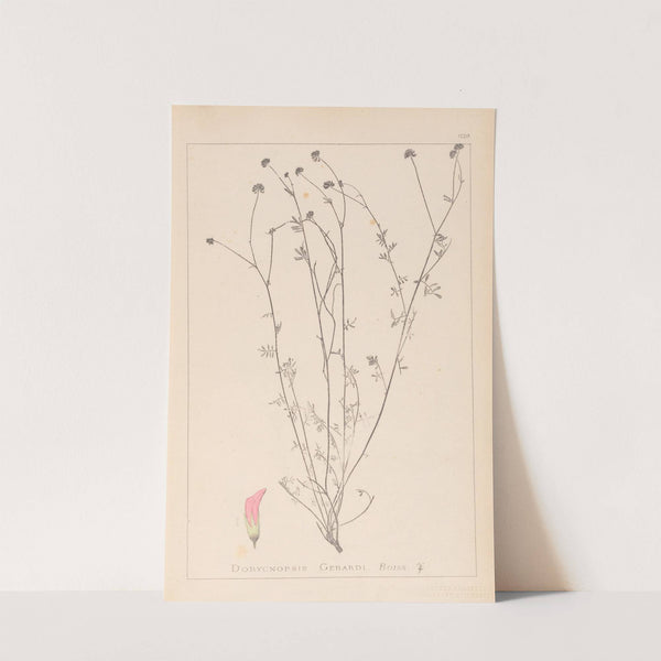 Herbier de la flore française Pl.0373 by Louis Antoine Cusin