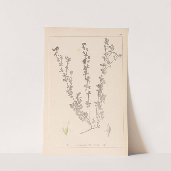 Herbier de la flore française Pl.0375 by Louis Antoine Cusin