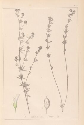 Herbier de la flore française Pl.0377