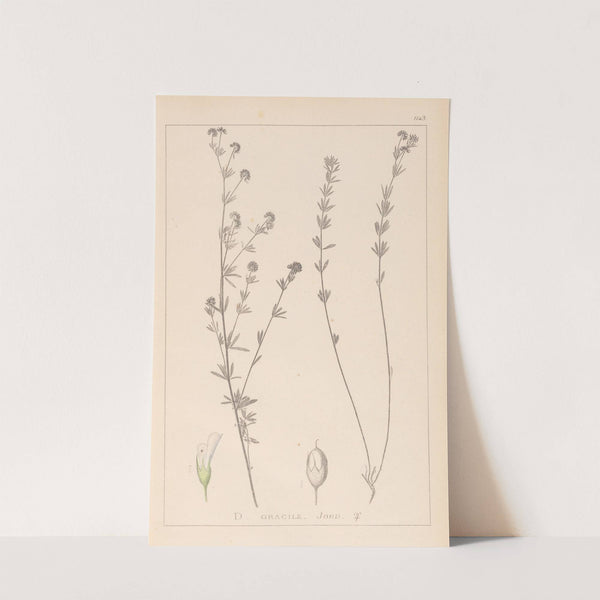 Herbier de la flore française Pl.0377 by Louis Antoine Cusin