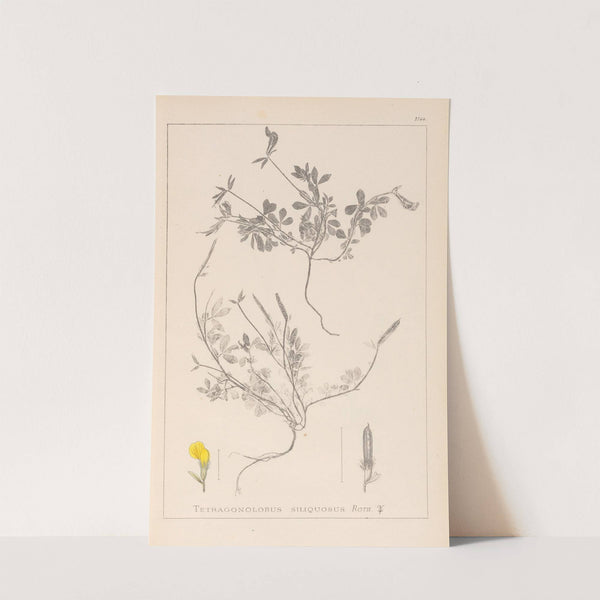 Herbier de la flore française Pl.0378 by Louis Antoine Cusin