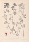 Herbier de la flore française Pl.0380