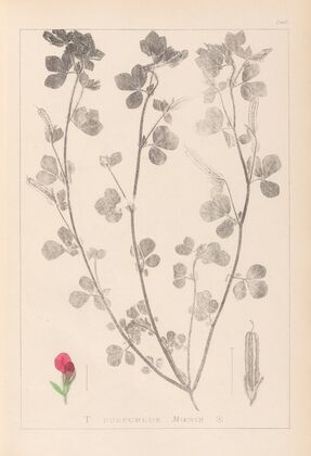 Herbier de la flore française Pl.0380