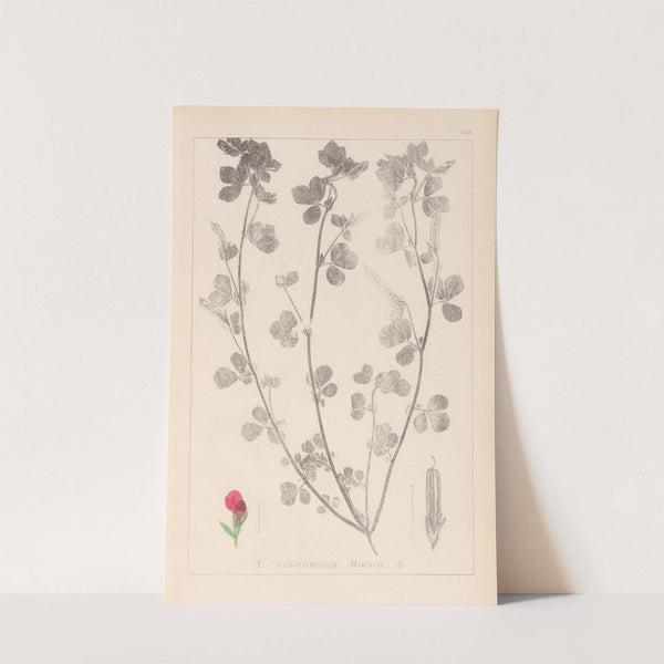 Herbier de la flore française Pl.0380 by Louis Antoine Cusin