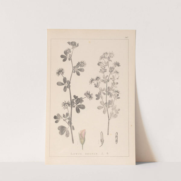 Herbier de la flore française Pl.0381 by Louis Antoine Cusin