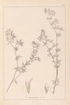 Herbier de la flore française Pl.0382