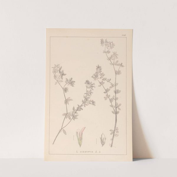 Herbier de la flore française Pl.0382 by Louis Antoine Cusin
