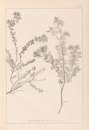 Herbier de la flore française Pl.0383
