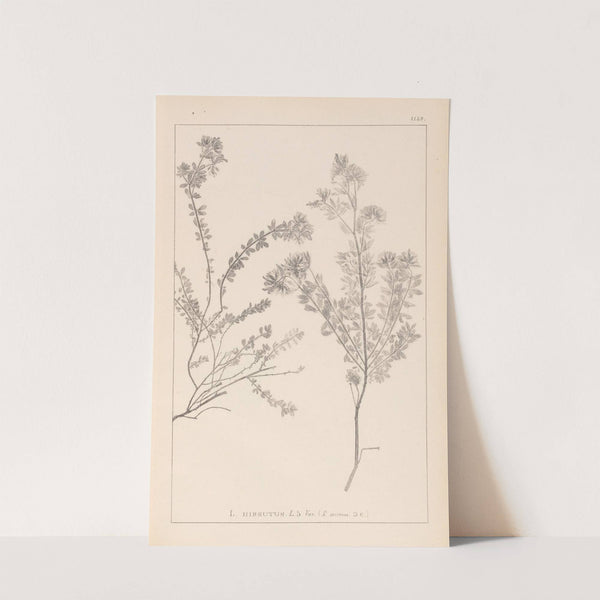 Herbier de la flore française Pl.0383 by Louis Antoine Cusin