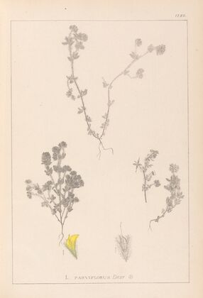 Herbier de la flore française Pl.0384