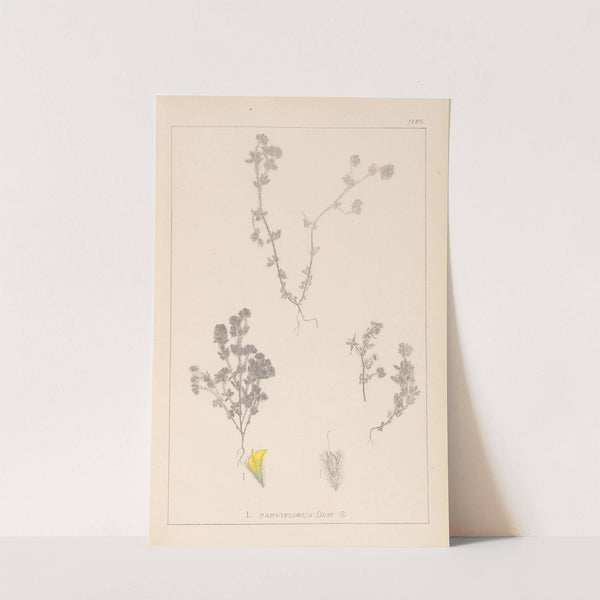 Herbier de la flore française Pl.0384 by Louis Antoine Cusin