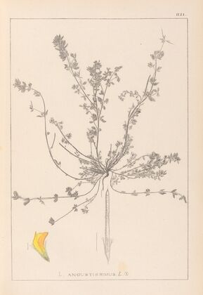 Herbier de la flore française Pl.0385