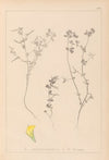 Herbier de la flore française Pl.0386