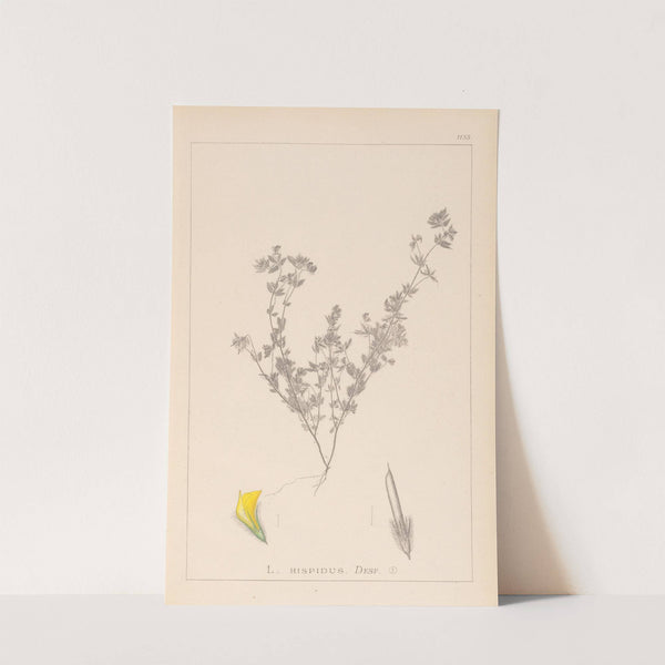 Herbier de la flore française Pl.0387 by Louis Antoine Cusin