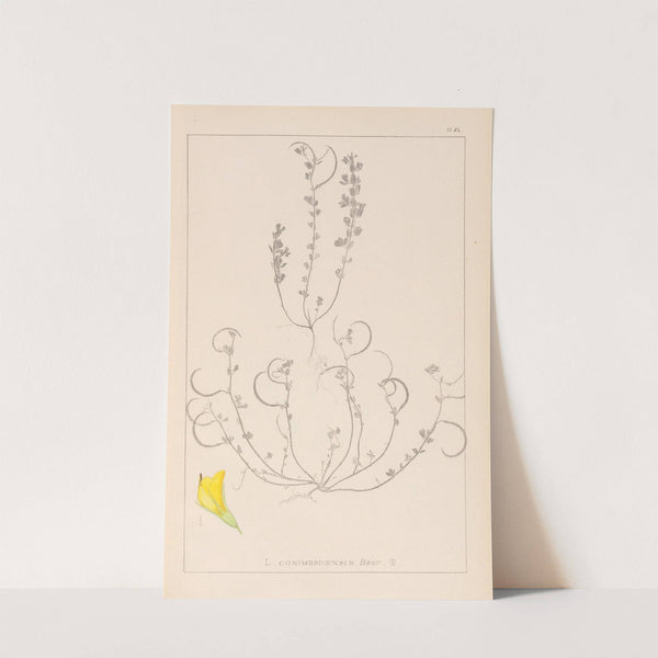 Herbier de la flore française Pl.0388 by Louis Antoine Cusin