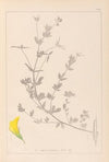 Herbier de la flore française Pl.0389