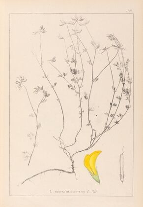 Herbier de la flore française Pl.0390