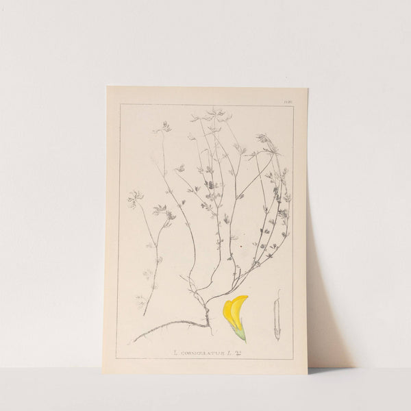 Herbier de la flore française Pl.0390 by Louis Antoine Cusin