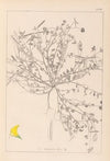 Herbier de la flore française Pl.0392