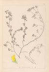 Herbier de la flore française Pl.0394