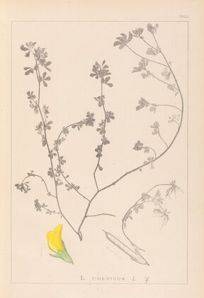 Herbier de la flore française Pl.0394