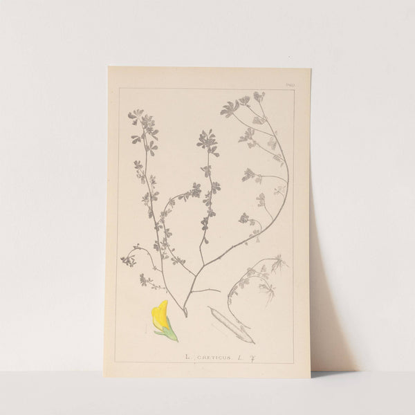 Herbier de la flore française Pl.0394 by Louis Antoine Cusin