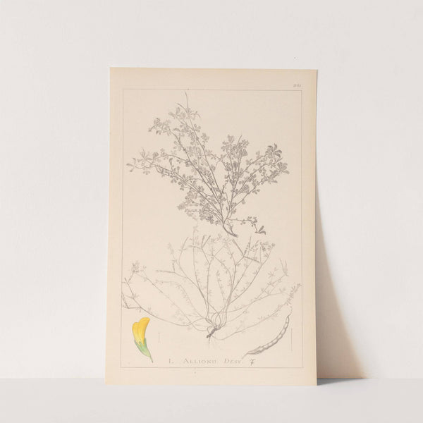 Herbier de la flore française Pl.0395 by Louis Antoine Cusin