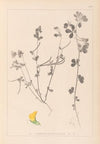 Herbier de la flore française Pl.0396