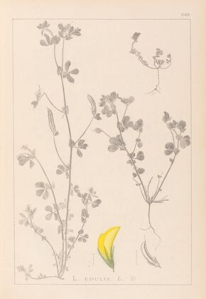 Herbier de la flore française Pl.0397