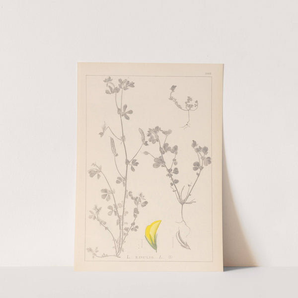 Herbier de la flore française Pl.0397 by Louis Antoine Cusin