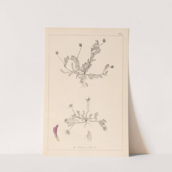 Herbier de la flore française Pl.0399 by Louis Antoine Cusin